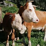 Tourist Farm Gradisnik דירה סולצאבה