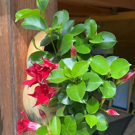 Apartman Tourist Farm Gradisnik *