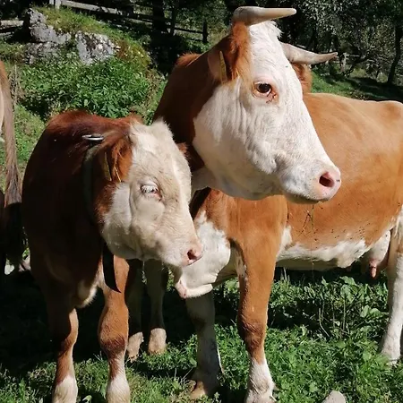 Tourist Farm Gradisnik شقة Solčava