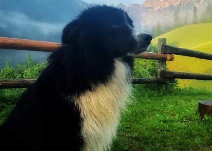 公寓 Tourist Farm Gradisnik *