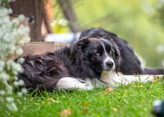 شقة Tourist Farm Gradisnik *