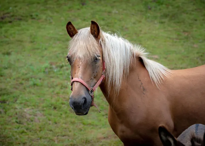 Tourist Farm Gradisnik شقة *