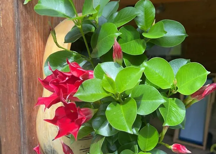 شقة Tourist Farm Gradisnik *