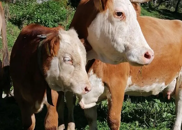 Tourist Farm Gradisnik Διαμέρισμα Solčava