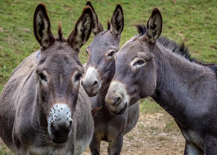 Tourist Farm Gradisnik